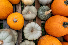 Looking Down On Orange And Gray Pumpkins Aligned On A Wooden Pallet