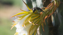 SMALL BIRD PERNED IN FLOWER OF DRAGON FRUIT PLANT IN ORGANIC PLANT