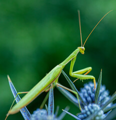 Wall Mural - Selective focus shot of a Mantis on the flower