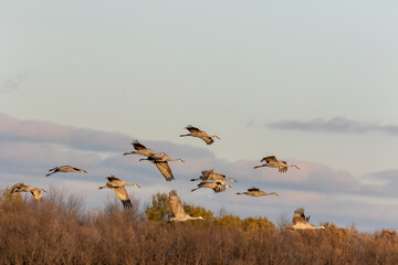 Canvas Print - A flock of sandhill cranes in flight