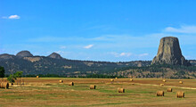 Hay Bales & Devils Tower, Wyoming - A Pasture Full Of Round Hay Bales With Devils Tower On The Horizon