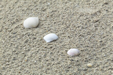 Top View Of Shells On Sand For Wallpaper And Background