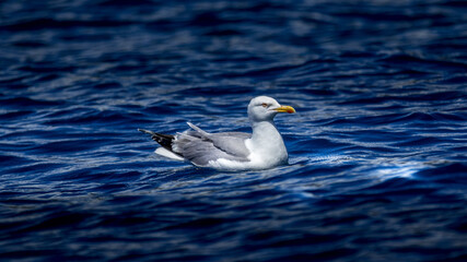 Poster - View of a tiny seagull floating on the water