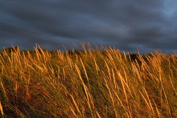 Wall Mural - Dramatic sunset sky, storm clouds above the Baltic sea shore. Dune grass (Ammophila). Soft sunlight, golden hour. Nature, environment, ecology, botany