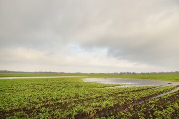 Wall Mural - Green plowed agricultural field. Clear blue sky, glowing clouds, soft sunlight. Russia. Rural scene. Nature, environment, ecology, climate, spring flood, flowing water, danger, remote places