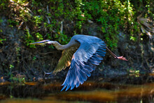 Great Blue Heron Flying Over The Lake Water