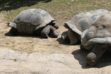 Wall Mural - Closeup shot of turtles on a sunny day at the zoo