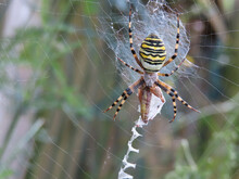 Wasp Spider Or Argiope Bruennichi With Black And Yellow Stripes On A Spider Web In Nature