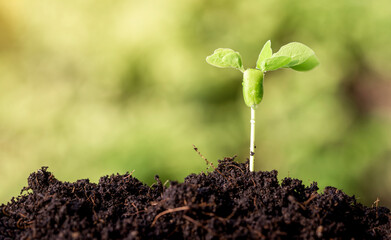 Growing seedling in soil with blurred green background.