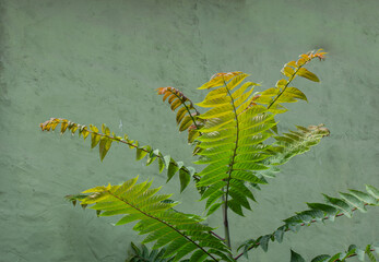 Wall Mural - Beautiful shot of a green leaf shrub growing in front of the wall