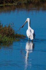 Sticker - Vertical shot of the Yellow-billed spoonbill bird in the lake around the grass