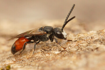 Poster - Closeup on a male , colorful cleptoparasite red blood bee , Sphe