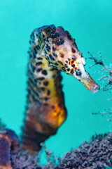 Wall Mural - Side View of a Pot Belly Seahorse