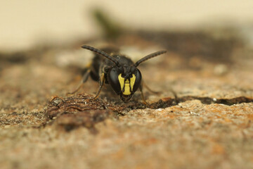 Poster - Facial closeup on a male Common masked bee, Hylaeus communis