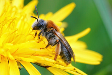 Sticker - Closeup on a female orange tailed mining bee, Andrena haemorrhoa