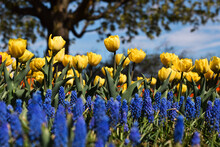 Yellow Tulips With Blue Muscari Flowers In The  In The Foreground