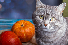 Grey Cat Tabby With Fresh Pumpkins