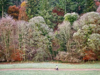 Wall Mural - Frosty Morning Walk