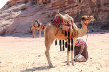  A Pair Of Camels With A Bedouin Driver In National Clothes And Shemag, Arafatka, Keffiyeh At Wadi Rum Desert, Wadi Al Arab, On The Border Of Israel And Jordan