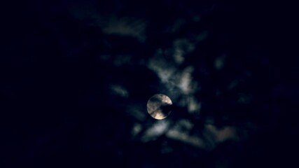 Wall Mural - the full moon peeps through the branches of palm trees and exotic trees on the seashore. background 