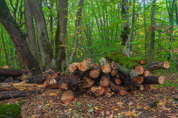 Wall Mural - Sawed trees in a green forest