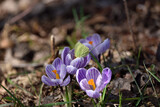 Fototapeta Sawanna - spring crocuses and a visiting butterfly