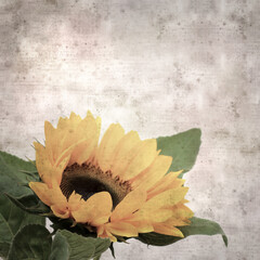 Wall Mural - stylish textured old paper square background with Helianthus annuus, common sunflower flower head