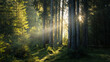 canvas print picture - Spectacular sun rays in fairy tale forest. Autumn foggy morning