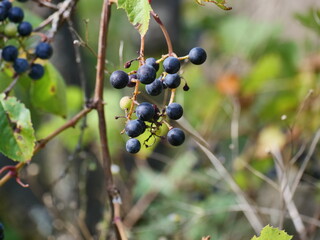 Poster - bunch of grapes