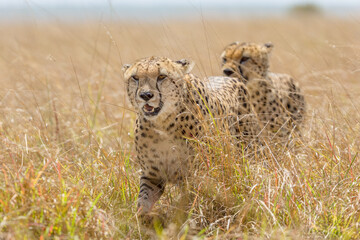 Cheetahs in closeup range, portrait from Masai Mara, Kenya