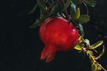 Wall Mural - Red ripe pomegranate fruit on a tree branch in the garden. A round red pomegranate ripens on a branch with leaves. A ripe pomegranate fruit on a dark background has ripened on a branch.