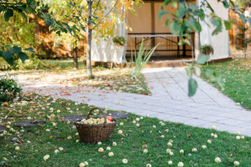 Small garden apples in a large basket on a green lawn. Autumn sunny day and blue sky.