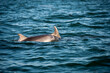 Großer Tümmler, Delfine in freier Wildbahn