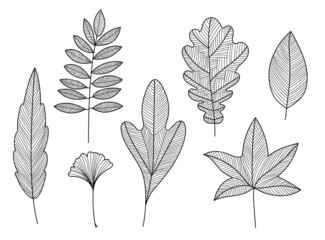 Canvas Print - Vector set of hand drawn tree leaves, linear. Outline doodle plant autumn, fall illustration.