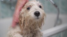 Bathing A White Coton De Tulear Puppy In The Bathtub. 