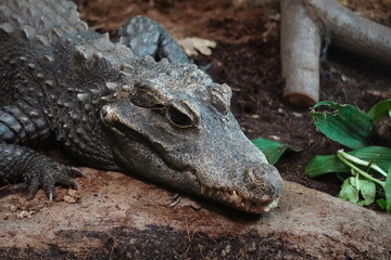 Wall Mural - Dwarf crocodile