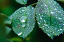 The Green Petals Of The Rose Are Covered With Drops Of Morning Dew.