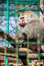 A Big Baboon In The Zoo