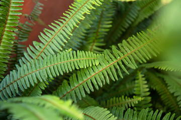 Natural fern pattern. Beautiful background made with green fern leaves on an orange background. Fresh green leaves of plant. Green pattern outdoors