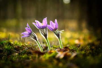 Wall Mural - purple snowdrop first spring flower in the sun