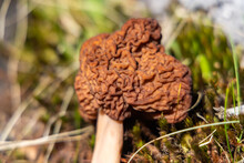 A Detailed Portrait Of A Brown Dried False Morel, On A Bright Sunny Day, Found In The Woods, Placed On Muddy Grass With Twigs Around. 