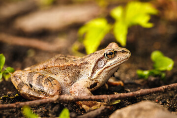 Sticker - Selective focus shot of a frog on the ground