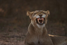 African Lion Snarling With Teeth Open.