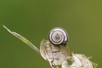 Poster - A Heath Snail, Helicella itala, resting on plant seeds in a meadow.