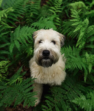 Close Up Of Wheaten Terrier Dog Surrounded By Green Fern Leaves.