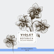 Violet flowers, hand drawn illustration, vector elements	