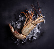Raw spiny lobster (Panulirus ornatus) on ice, top view