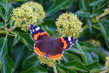 Close Up Of A Red Admiral Butterfly (Vanessa Atalanta) Feeding On A English Ivy Flower Heads (Hedera Helix) Wiltshire UK