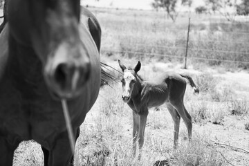 horse and foal