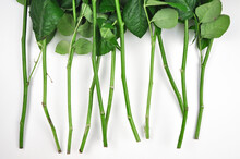 Green Stems Of Roses On White Background 